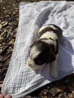 Yellow, a female English Springer Spaniel for sale in Eutawville, SC – Photo 4 of 9