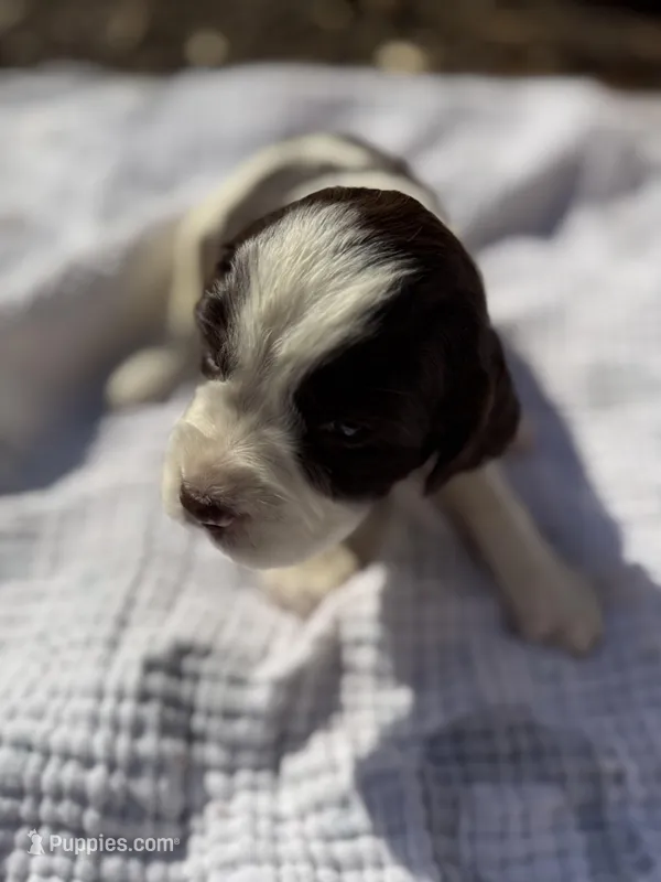 Yellow – English Springer Spaniel puppy for sale in Eutawville, SC