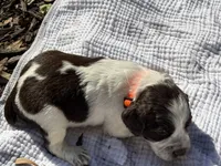 orange, a male English Springer Spaniel for sale in Eutawville, SC – Photo 2 of 10