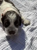 orange, a male English Springer Spaniel for sale in Eutawville, SC – Photo 3 of 10