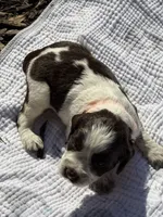 orange, a male English Springer Spaniel for sale in Eutawville, SC – Photo 4 of 10