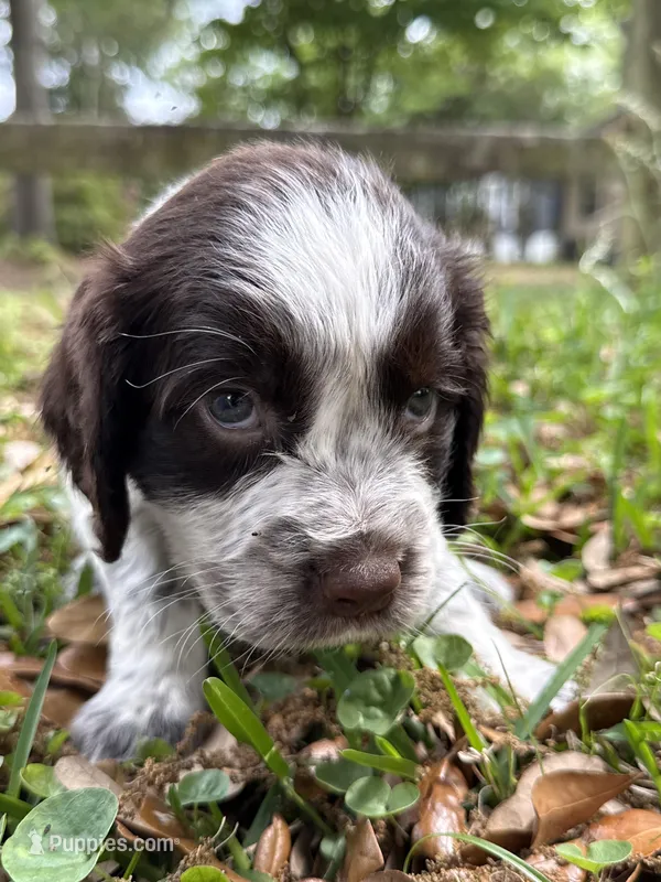 orange – English Springer Spaniel puppy for sale in Eutawville, SC