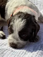 orange, a male English Springer Spaniel for sale in Eutawville, SC – Photo 1 of 10