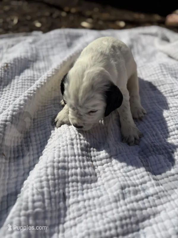 Light Blue – English Springer Spaniel puppy for sale in Eutawville, SC