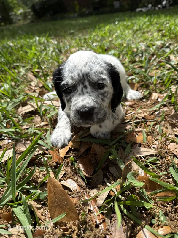 Light Blue – English Springer Spaniel puppy for sale in Eutawville, SC