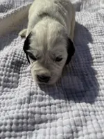 Light Blue, a female English Springer Spaniel for sale in Eutawville, SC – Photo 2 of 8