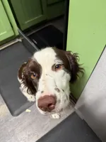 Light Blue, a female English Springer Spaniel for sale in Eutawville, SC – Photo 4 of 8