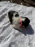 Pink, a female English Springer Spaniel for sale in Eutawville, SC – Photo 3 of 10