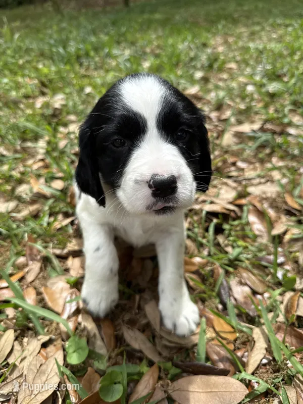 Pink – English Springer Spaniel puppy for sale in Eutawville, SC