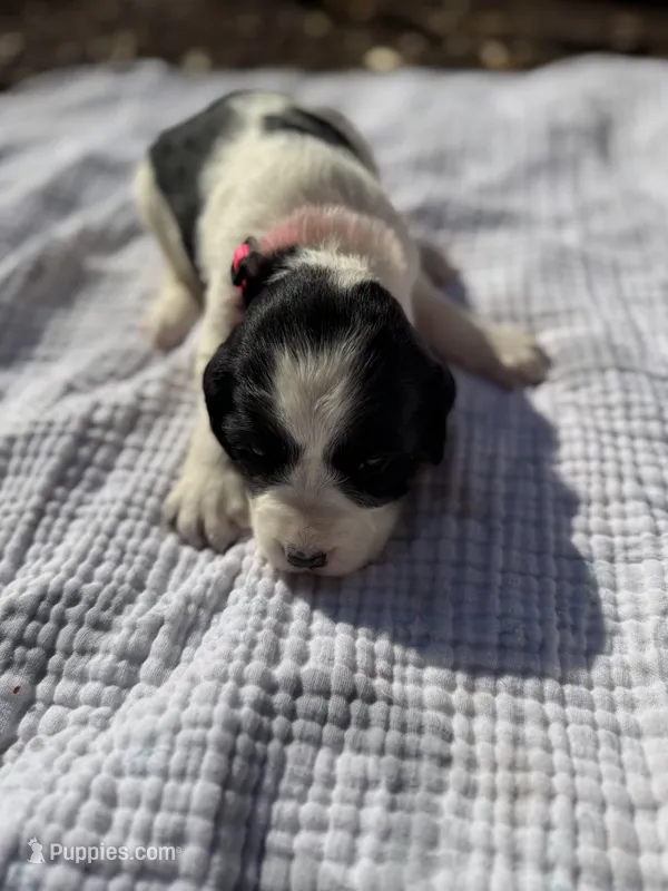 Pink – English Springer Spaniel puppy for sale in Eutawville, SC