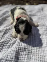Pink, a female English Springer Spaniel for sale in Eutawville, SC – Photo 1 of 10