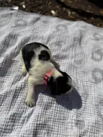 Pink, a female English Springer Spaniel for sale in Eutawville, SC – Photo 2 of 10
