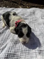 Pink, a female English Springer Spaniel for sale in Eutawville, SC – Photo 4 of 10