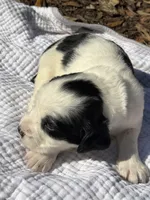 grey, a male English Springer Spaniel for sale in Eutawville, SC – Photo 2 of 8