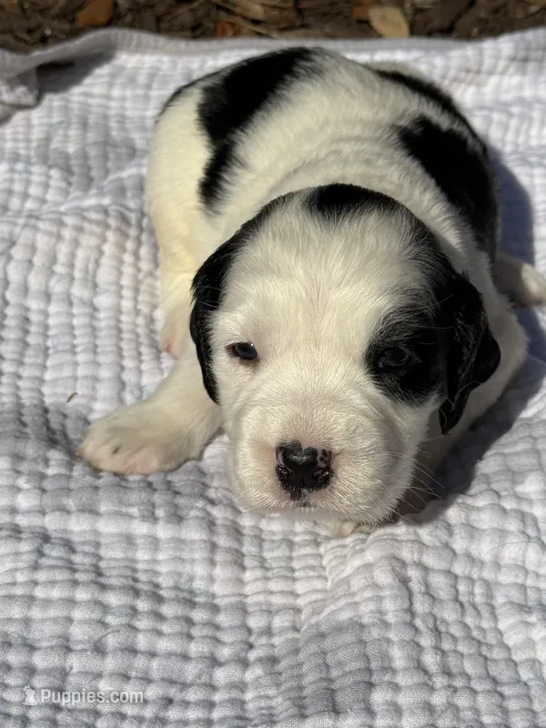 grey – English Springer Spaniel puppy for sale in Eutawville, SC