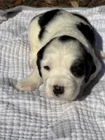 grey, a male English Springer Spaniel for sale in Eutawville, SC – Photo 1 of 8