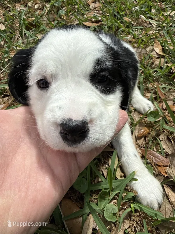 grey – English Springer Spaniel puppy for sale in Eutawville, SC