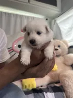 Snow, a male American Eskimo for sale in Alpharetta, GA – 2 of 6