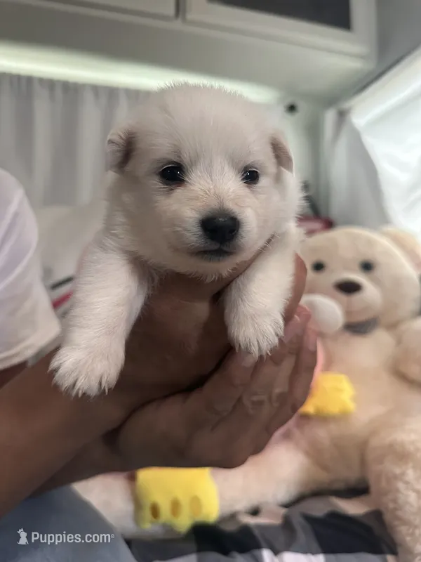 Snow – American Eskimo puppy for sale in Alpharetta, GA
