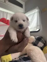 Snow, a male American Eskimo for sale in Alpharetta, GA – 5 of 6