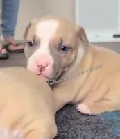 Beefcake  (text phone to talk), a male American Bully for sale in Phoenix, AZ – 1 of 3