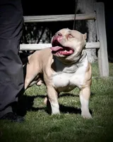 Due in April, a  American Bully for sale in Phoenix, AZ – Photo 1 of 2