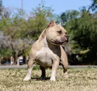 Due in April, a  American Bully for sale in Phoenix, AZ – Photo 2 of 2