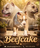 Beefcake  (text phone to talk), a male American Bully for sale in Stanfield, AZ – 1 of 3