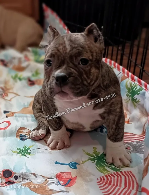 Sylvester – American Bully puppy for sale in Phoenix, AZ