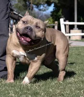 Pablo (text my phone), a male American Bully for sale in Phoenix, AZ – 2 of 2