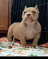Pixie, a female American Bully for sale in Phoenix, AZ – Photo 1 of 2