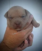 Blueberry, a female American Bully for sale in Phoenix, AZ – Photo 2 of 3