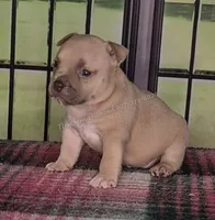 Blossom, a female American Bully for sale in Phoenix, AZ – Photo 1 of 2