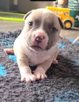 SlimJim (text phone with questions), a male American Bully for sale in Phoenix, AZ – 1 of 3