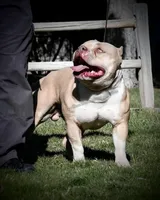 SlimJim (text phone with questions), a male American Bully for sale in Phoenix, AZ – 2 of 3