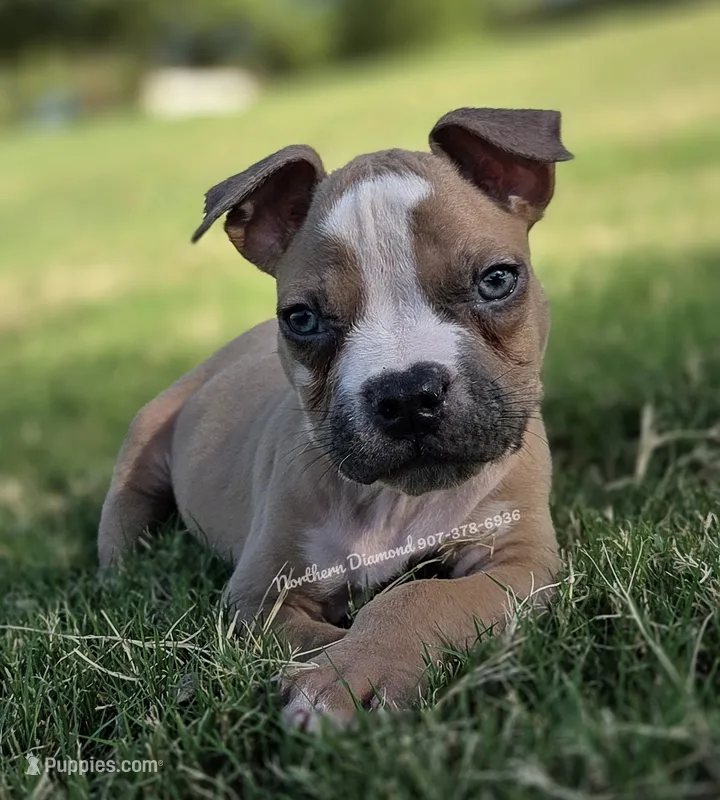 Pablo (text my phone) – American Bully puppy for sale in Stanfield, AZ