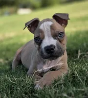 Pablo (text my phone), a male American Bully for sale in Stanfield, AZ – 1 of 3