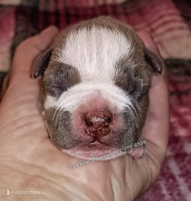 Punkin baby, a male American Bully for sale in Phoenix, AZ – 1 of 2