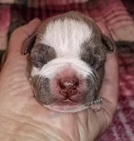 Punkin baby, a male American Bully for sale in Phoenix, AZ – 1 of 2