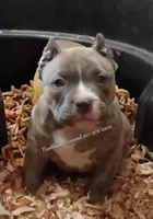 Felix, a male American Bully for sale in Phoenix, AZ – Photo 1 of 2