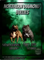 Felix, a male American Bully for sale in Phoenix, AZ – Photo 2 of 2