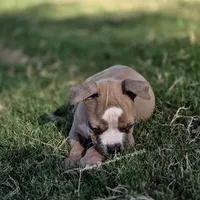 Pablo (text my phone), a male American Bully for sale in Stanfield, AZ – 2 of 3
