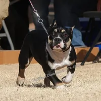 Fancy (read full description), a female American Bully for sale in Phoenix, AZ – Photo 2 of 2