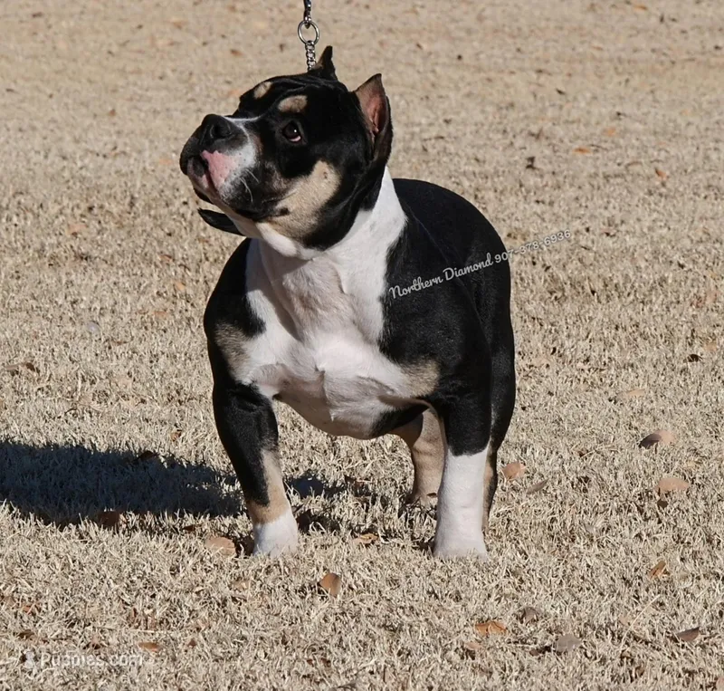 Fancy (read full description)