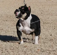 Fancy (read full description), a female American Bully for sale in Phoenix, AZ – Photo 1 of 2