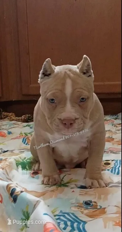 Savanah – American Bully puppy for sale in Phoenix, AZ