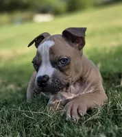 Pablo (text my phone), a male American Bully for sale in Stanfield, AZ – 3 of 3