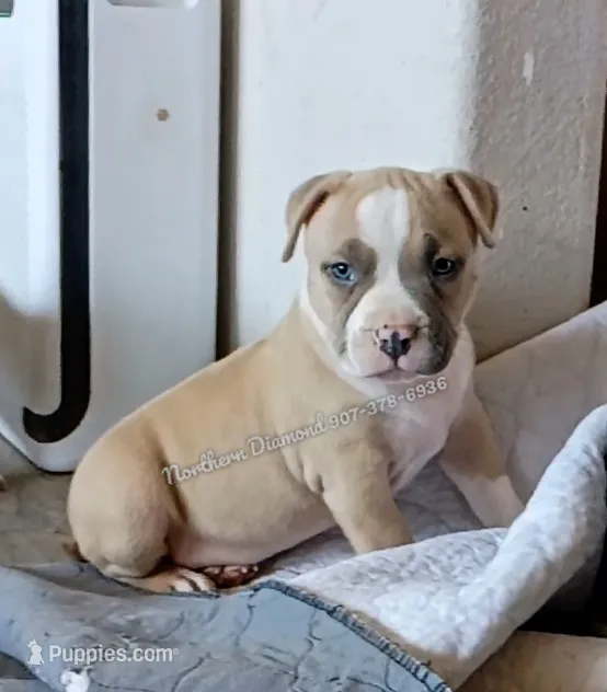Beefcake  (text phone to talk) – American Bully puppy for sale in Phoenix, AZ