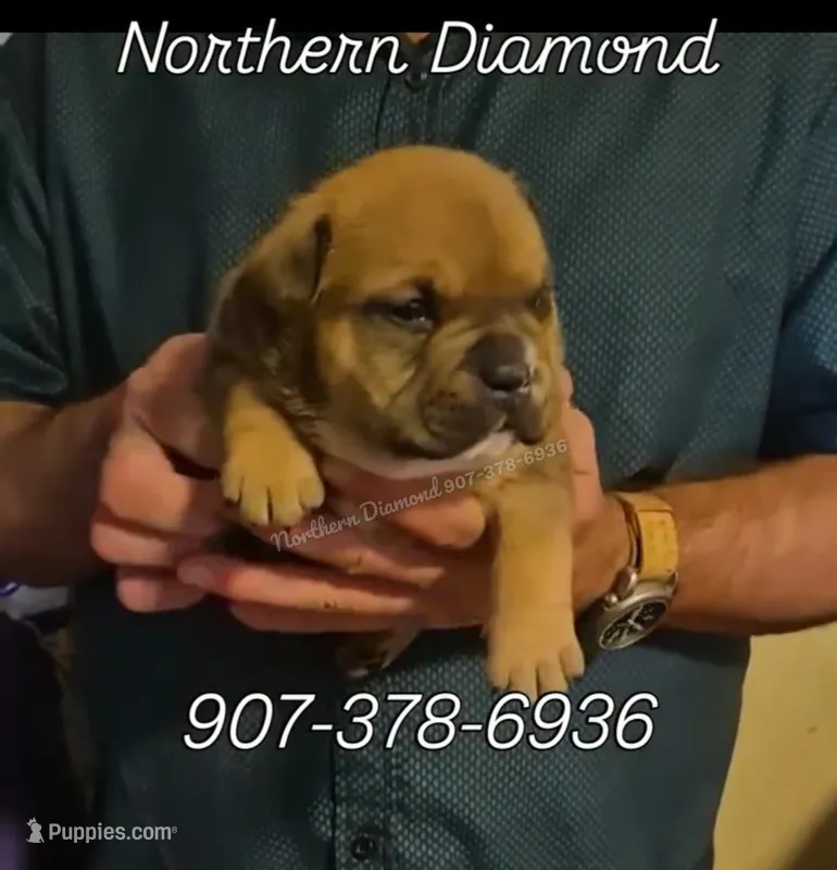 Pipsqueak text my phone