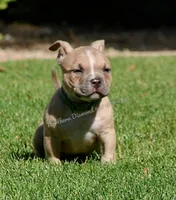 Cupcake (text my phone), a female American Bully for sale in Phoenix, AZ – Photo 1 of 3